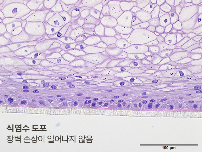 식염수 도포, 장벽 손상이 일어나지 않음