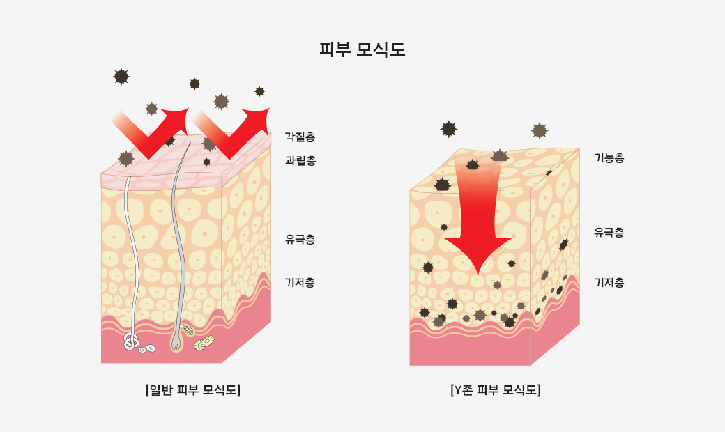 일반 피부에 비해 Y존 피부에 침투가 잘되는 모식도