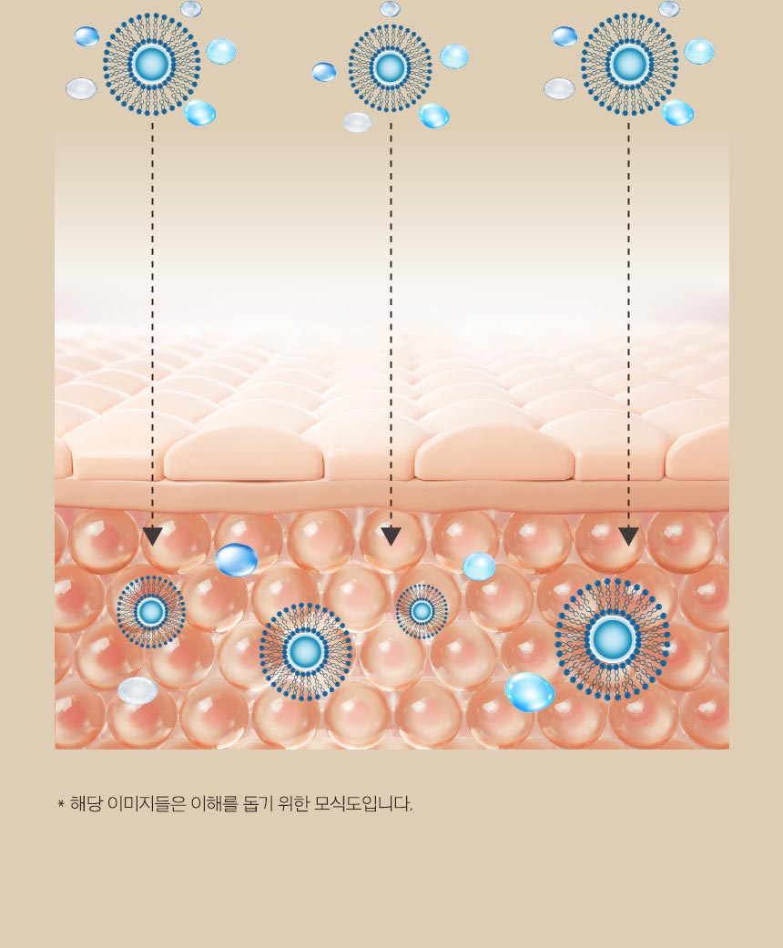 *해당 이미지들은 이해를 돕기 위한 모식도입니다.